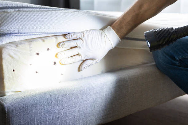 Pest Prevention Services in Whitewater, CA