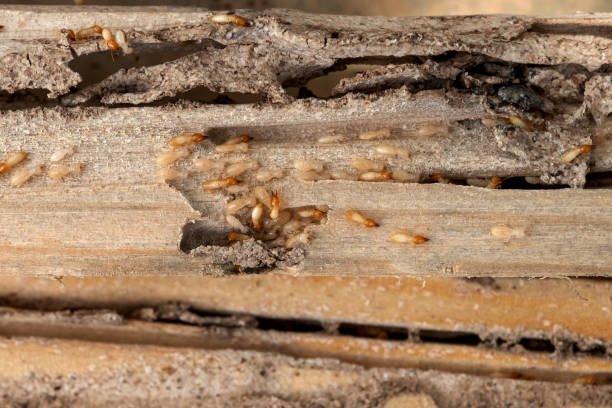 Best Pest Removal Services  in Whitewater, CA