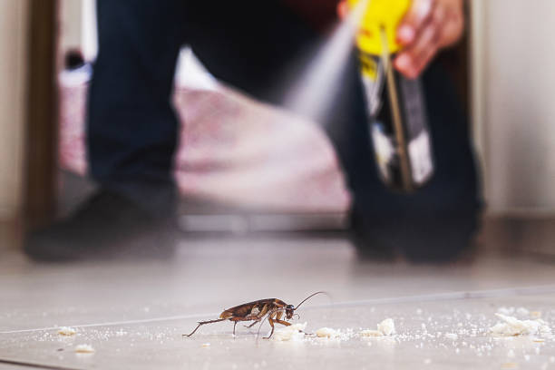 Best Pest Prevention Services  in Whitewater, CA